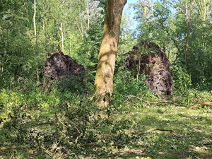 NOC-Poly- Stormschade in de wijk Wheermolen